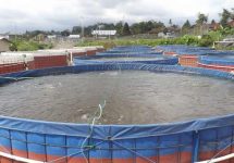 kolam terpal bioflok