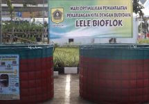 kolam bioflok bogor ciampea 